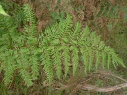 Pteris tremula. Adaxial surface of 3‑pinnate frond, with narrow ultimate segments and red-brown stipe and rachis.
 Image: L.R. Perrie © Leon Perrie CC BY-NC 3.0 NZ